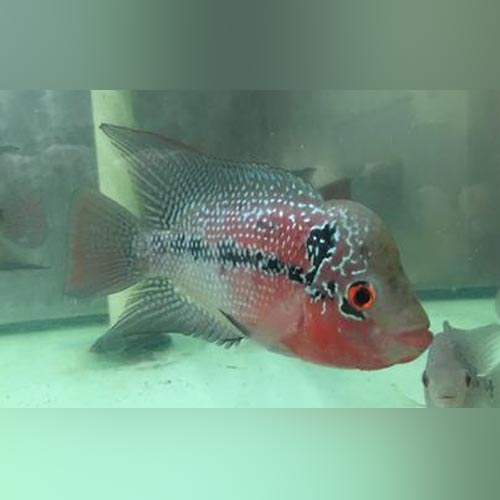 Cichlid Flowerhorn Red Dragon