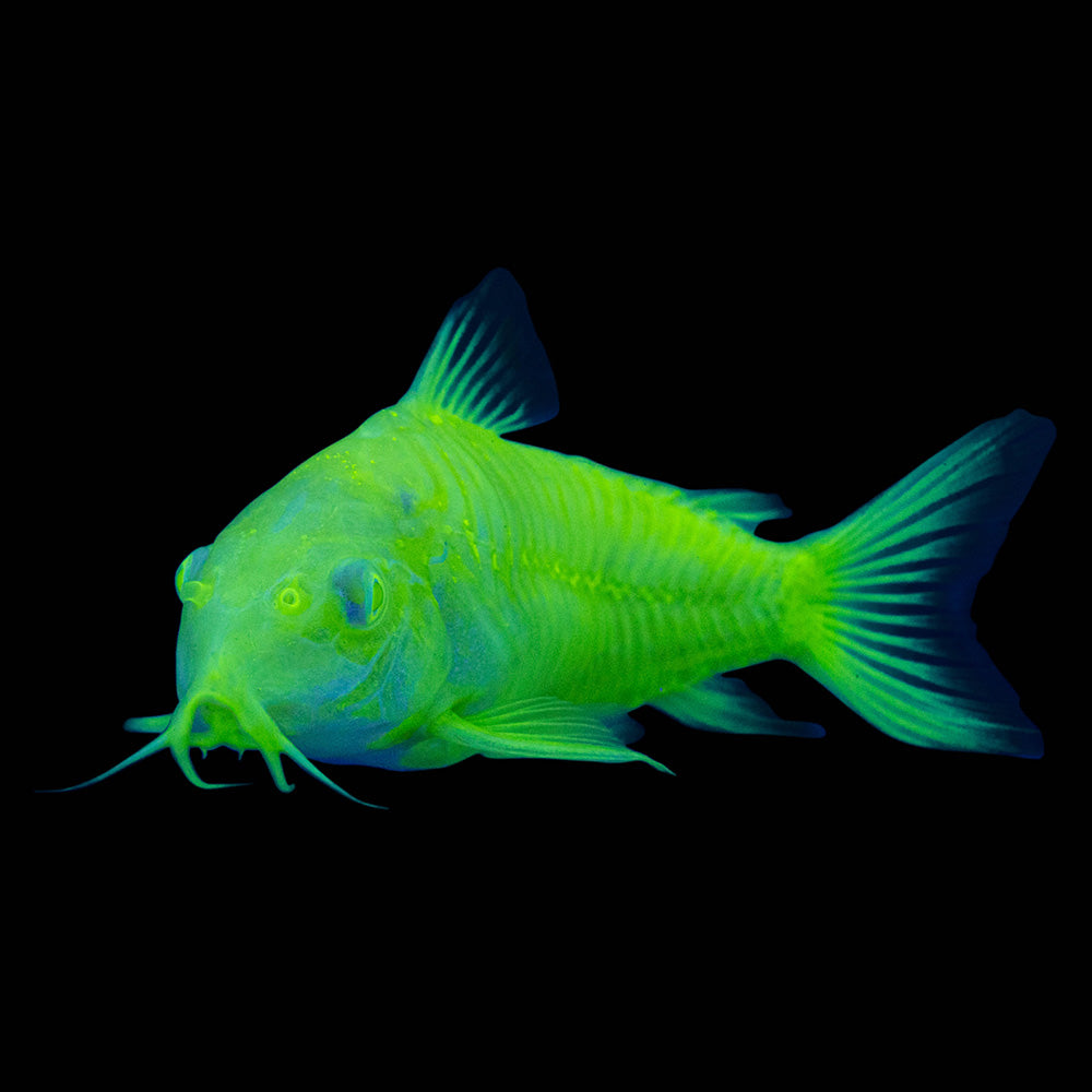 GloFish Corydora Green