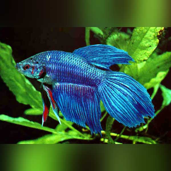 Betta Show Mustard Gas Male