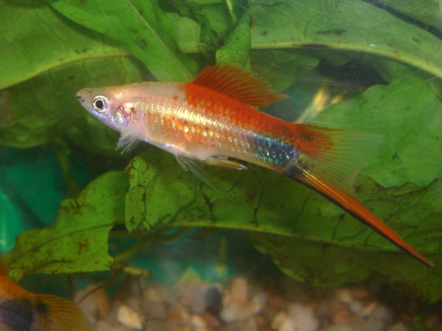 Swordtail Pineapple