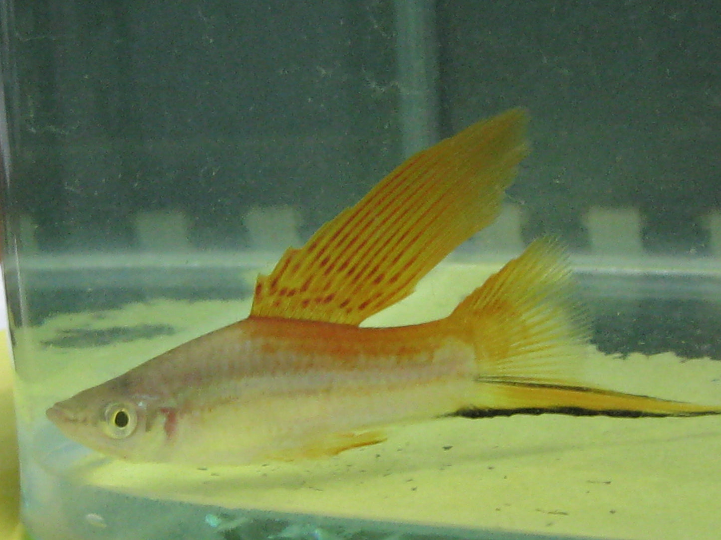 Swordtail Assorted Hi Fin