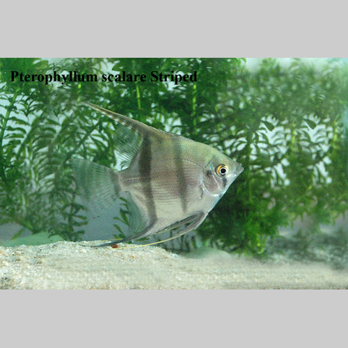 Silver Angelfish