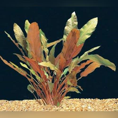 Cryptocorne Wendtii - Loose