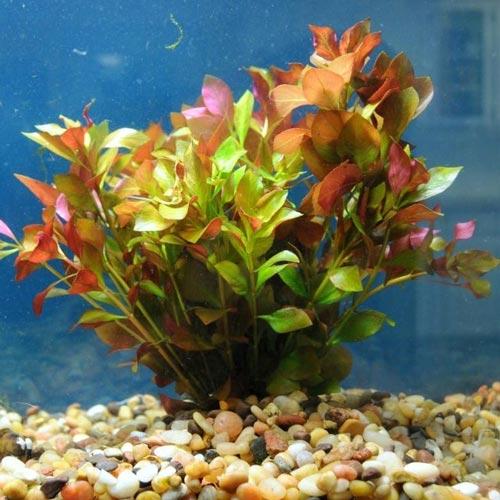 Deep Red Broad Leaf Ludwigia bunched w lead weight