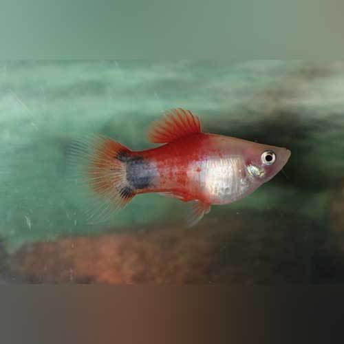 Fire and Ice Mickey Mouse Platy