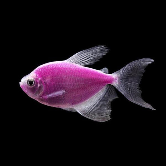 Purple Long Fin GloFish Tetra