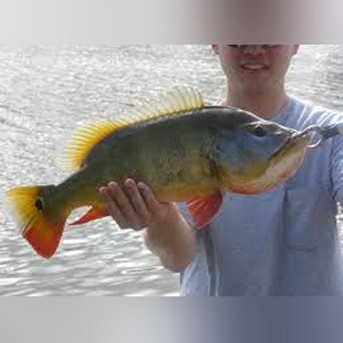 Royal Peacock Bass