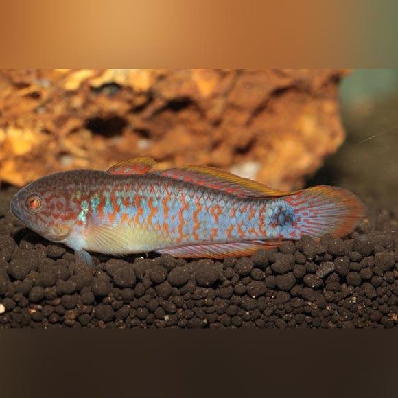 Peacock Gudgeon Goby