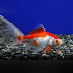 Red And White Sarassa Comet Goldfish