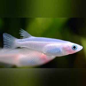 Snow White Ricefish