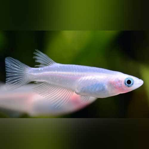 Snow White Ricefish