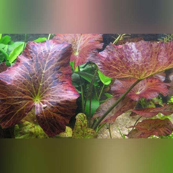Red Tiger Lotus Bulb