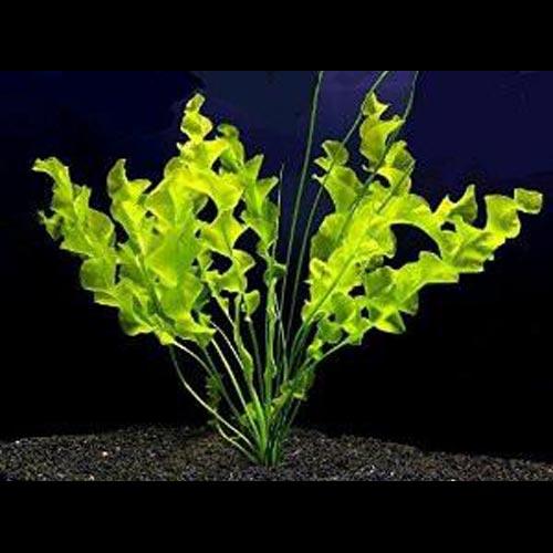 Ulvaceus Bulbs