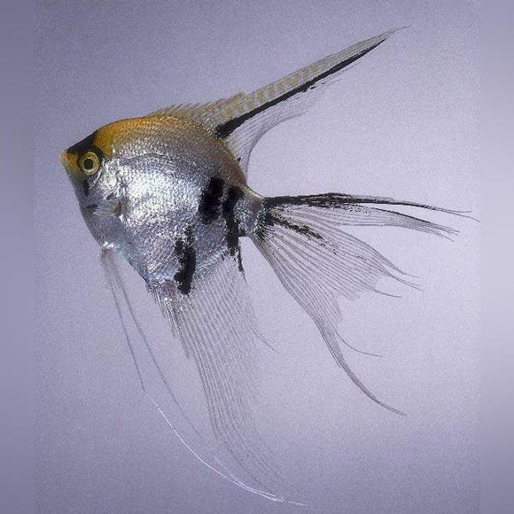 Veil Tricolor Angelfish