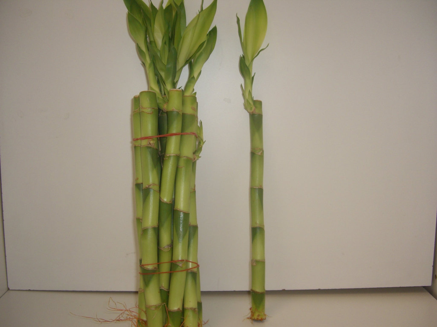 Bamboo