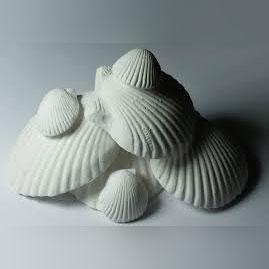 Wonder Shell Small 3pk