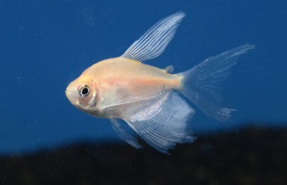 Tetra White Skirt Long Fin