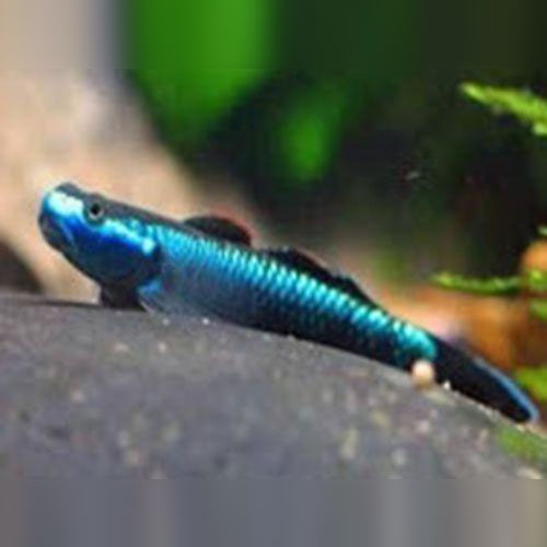 Goby Neon Blue Stiphodon