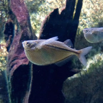 Hatchetfish Pygmy