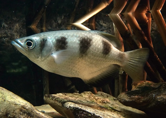 Archerfish Banded