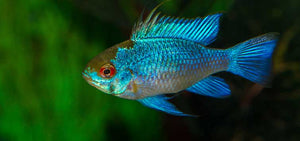 Ram Electric Blue
