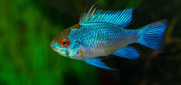 Ram Electric Blue