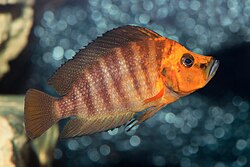 Cichlid Altolamp Compressiceps