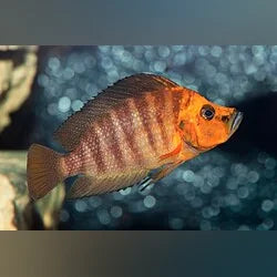 Cichlid Altolamp Compressiceps