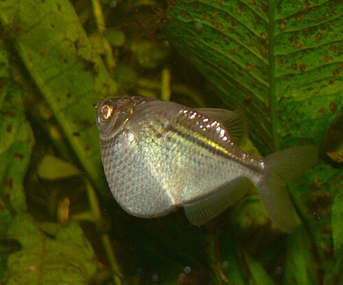 Hatchetfish Silver