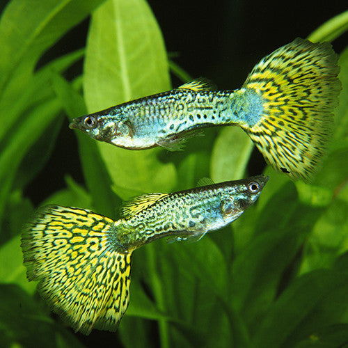 Guppy Green Cobra - Pair