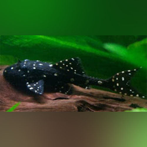 Pleco L-155 Adonis