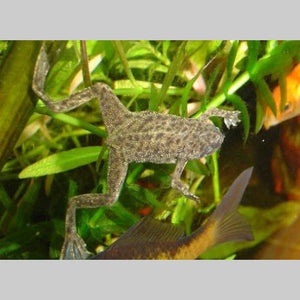 African Dwarf Frog