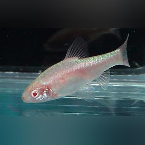 Barb Cherry Albino