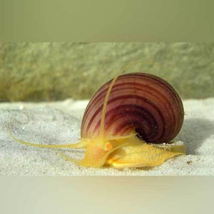 Mystery Snail - Albino