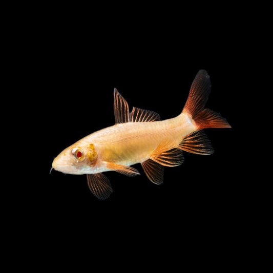 Shark Rainbow Albino