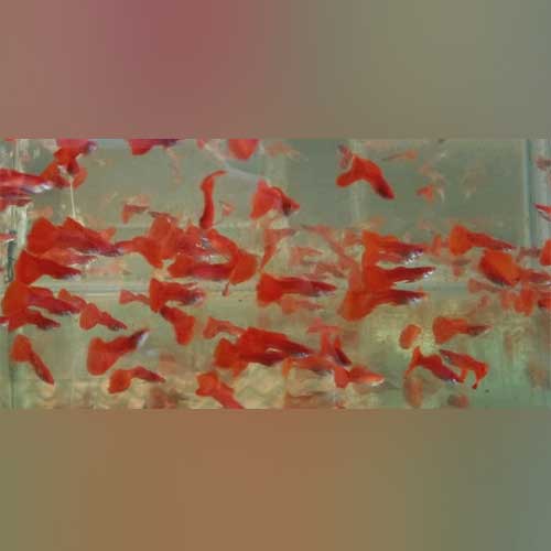 Guppy Red Fire Albino - Pair