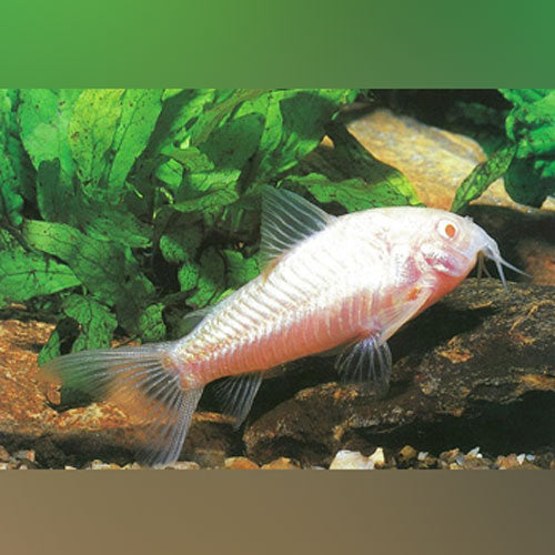 Cory Albino