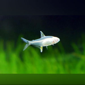 Tetra Lemon Albino