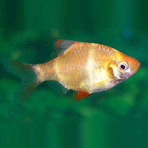 Barb Tiger Albino