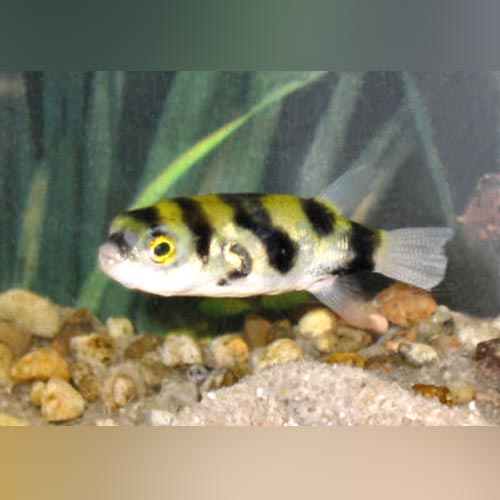 Puffer Bumblebee Amazon