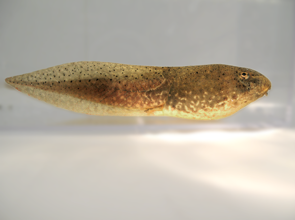 Bull Frog Tadpoles