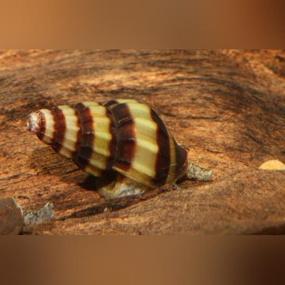 Snail Assassin