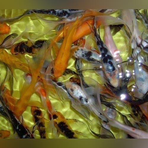 Koi Assorted Butterfly
