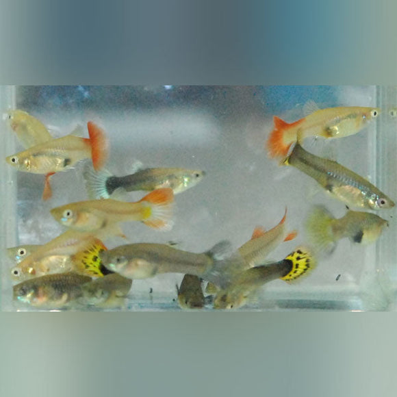 Guppy Fancy Female