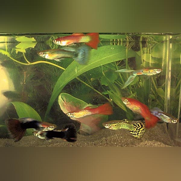 Guppy Fancy Male