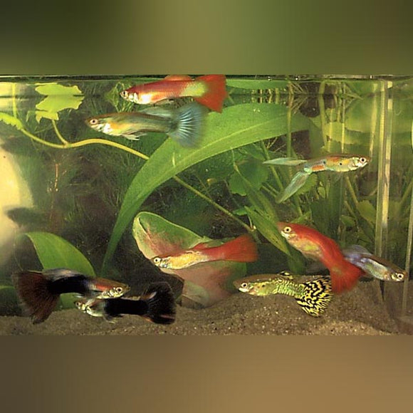 Guppy Fancy Male