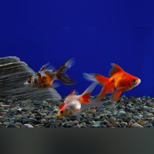 Goldfish Fantail Red