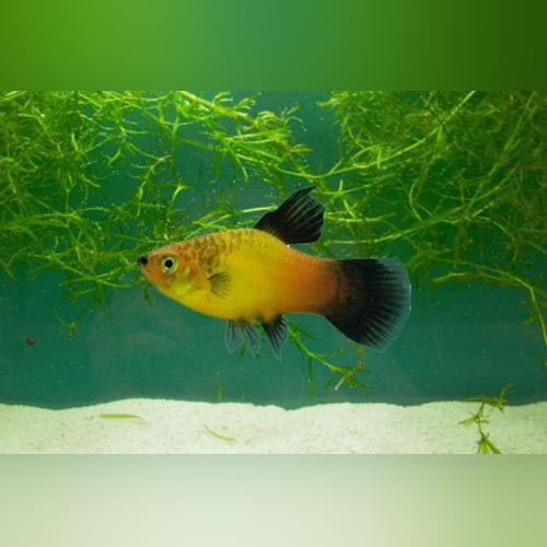 Platy Assorted Hi Fin