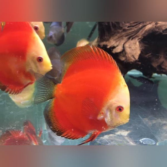 Discus Red Marlboro