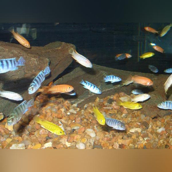 Cichlid Assorted Color Mbuna